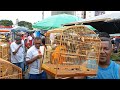 FEIRA DO CORDEIRO A MELHOR DO BRASIL GAIOLAS ACESSÓRIOS PASSARINHO