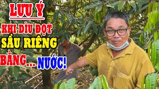 CẦN LƯU Ý NHỮNG GÌ KHI DÌU ĐỌT SẦU RIÊNG BẰNG NƯỚC??? - VƯỜN ANH TÙNG TẬP CUỐI.