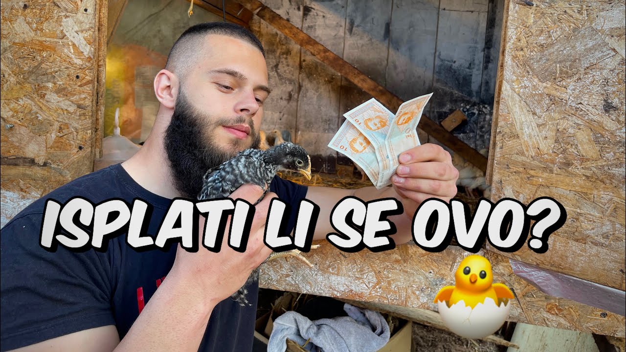 Da li se isplati inkubirati piliće? Sve što trebaš znati! 🐣💰