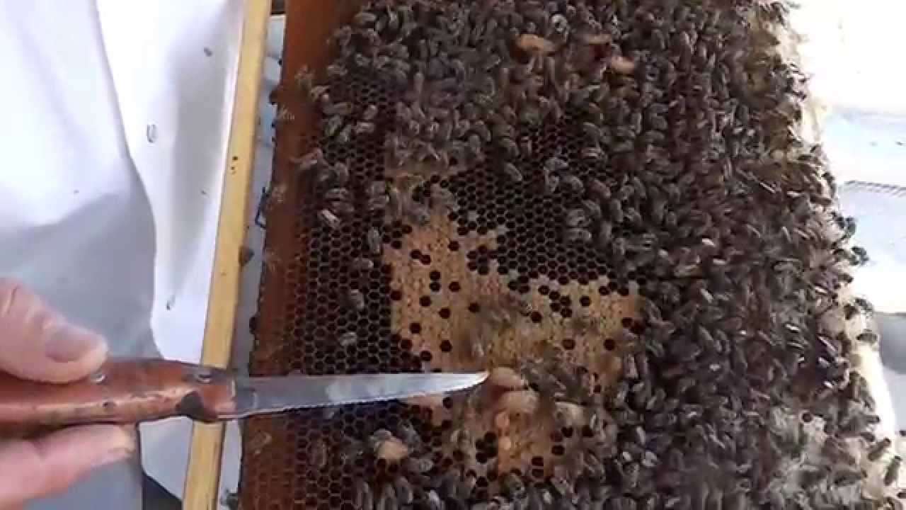 Informatii utile: Cum stimulam si dezvoltam roiurile de albine? - Apicultura pentru incepatori