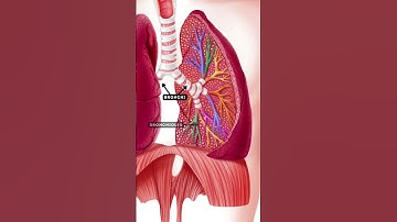 PATHWAY of AIR - OCR GCSE PE - The Cardiovascular & Respiratory Systems (1.4)