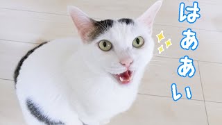 呼ばれたら返事はしっかりするおしゃべり猫