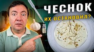 Garlic Vs Nematodes Under The Microscope  What Happened In 1 Minute