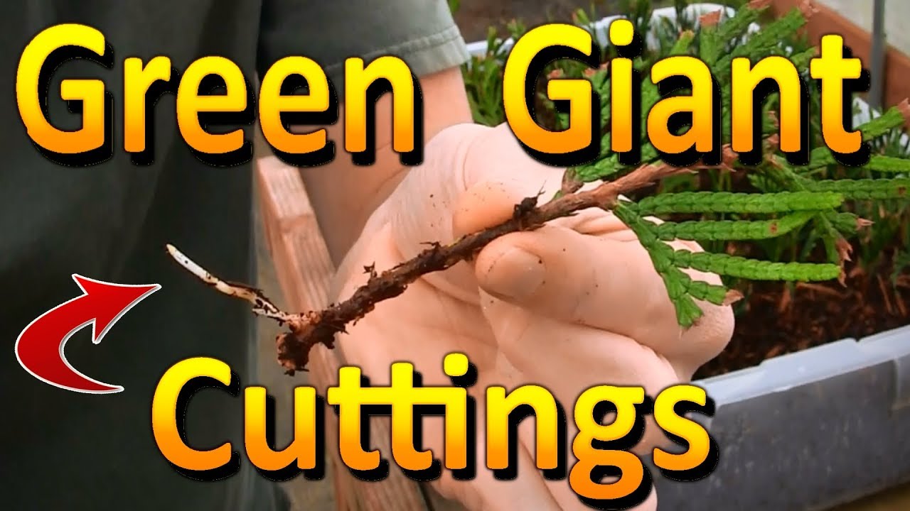 Propagating Green Giant Arborvitae | Rooting Hardwood Thuja Cuttings