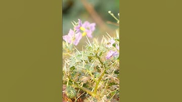 How do deserts form?