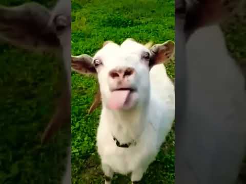 Funny goat #shortvideo #reels #video