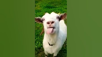 Funny goat #shortvideo #reels #video