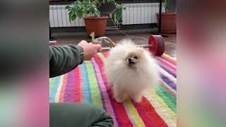 Померанский шпиц Gurus Del Perros Brighton P-Young - игра
