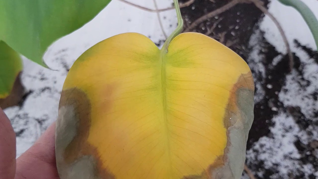 Chora Monstera Deliciosa - te licie, brzowe plamy i szary nalot -  Leaflo