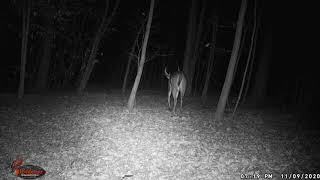 1 20201109 1919 Buck8