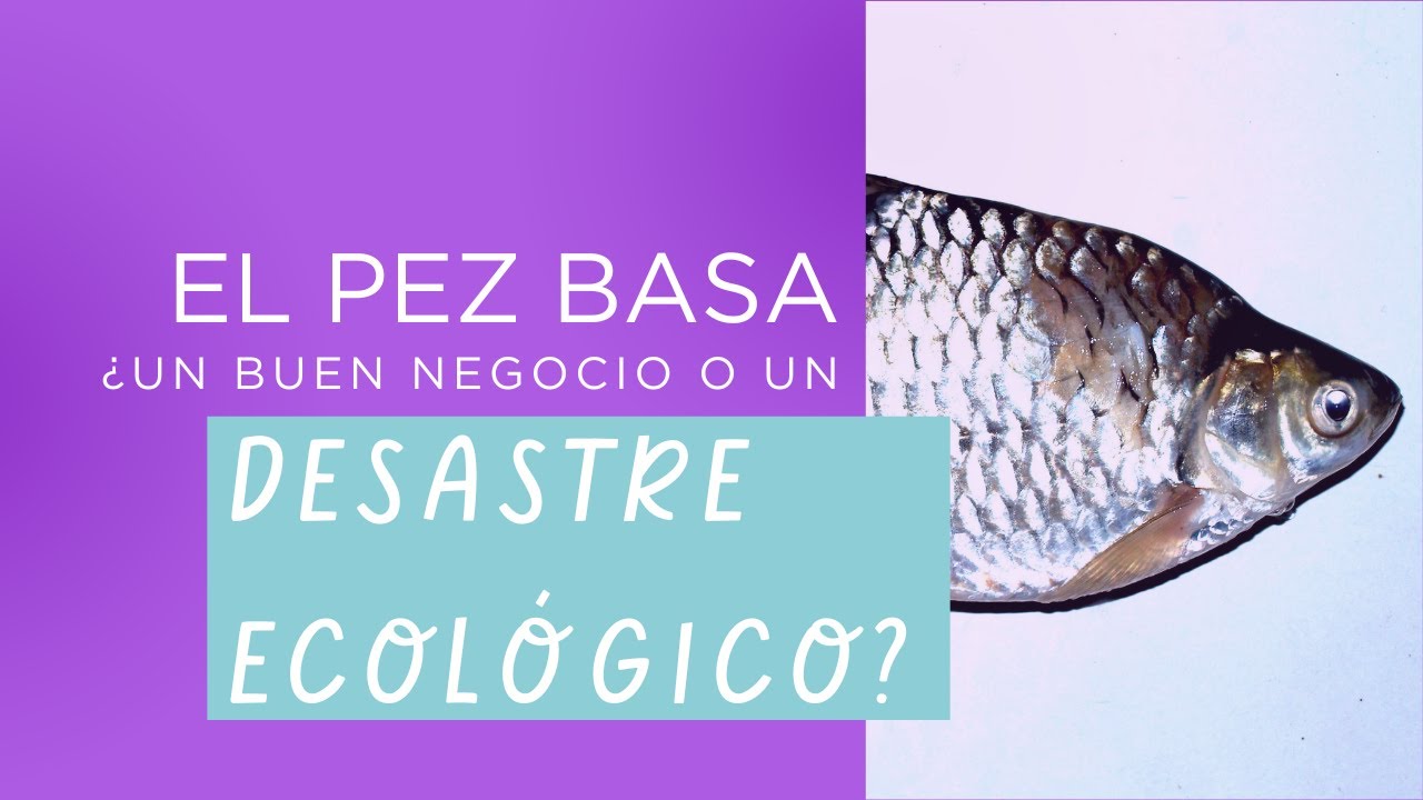 El pez basa ¿Un negocio rentable o un desastre ecológico?