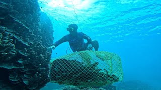 Download Lagu Parang mabubutas yong FISH TRAP sa Daming laman  MP3