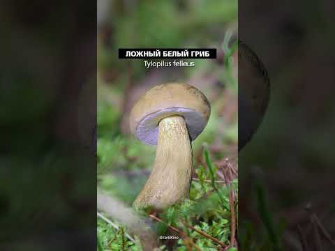 Video: Gorchak: ¿qué es este hongo y se puede comer?