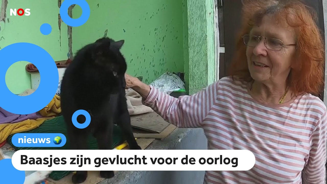 Deze vrouw zorgt voor 100 achtergelaten katten