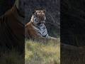 A sighting to remember #manishbabusrinivas #bandipursafari #bandipurnationalpark #tiger #wildlife