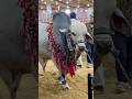 JAMEEL MEMON || Cow and Cattle Mandi 2026 Karachi The heaviest Calf in the Market #cowcalf #cow
