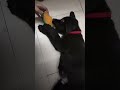 Labrador dogs bite dogslover