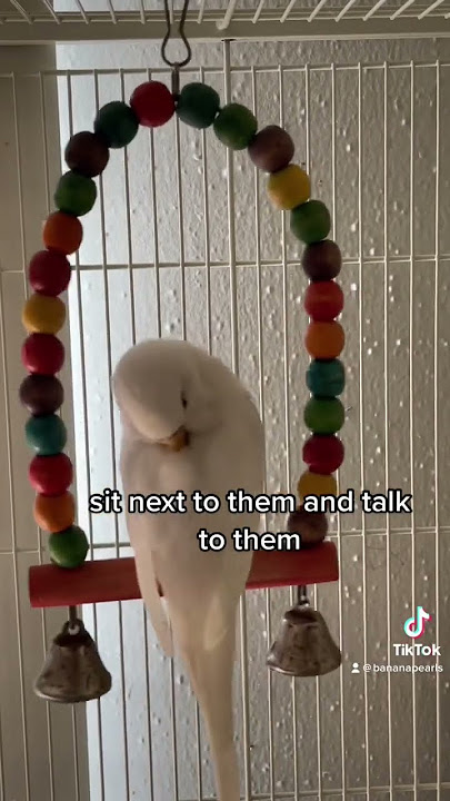 How to gain your budgies trust #birds #parrot #budgie #parakeet #tamedbirds #budgies #parrots #love