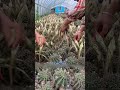 This Cactus Flower Is a Vegetable in Rural China 🌵