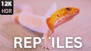 Reptiles in 12K HDR 120FPS | Dolby Vision