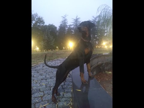 A rainy day is a pleasant walk-წვიმიანი ნადიკვარი