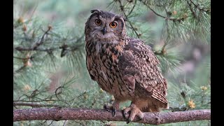 Korea eagle owl 수리부엉이