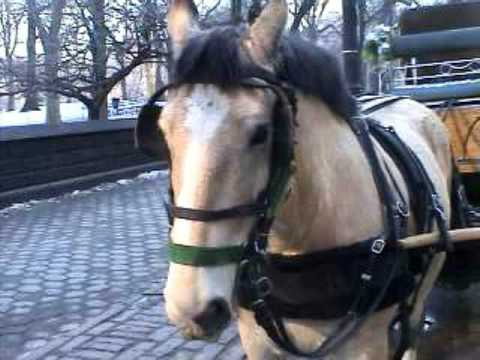 Central Park Carriage Horse Harness Set up( animal...