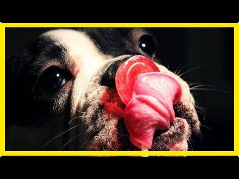 Video: Wie Man Einen Welpen Der Französischen Bulldogge Füttert