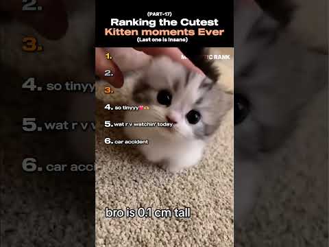 Ranking the Cutest kitten moments ever