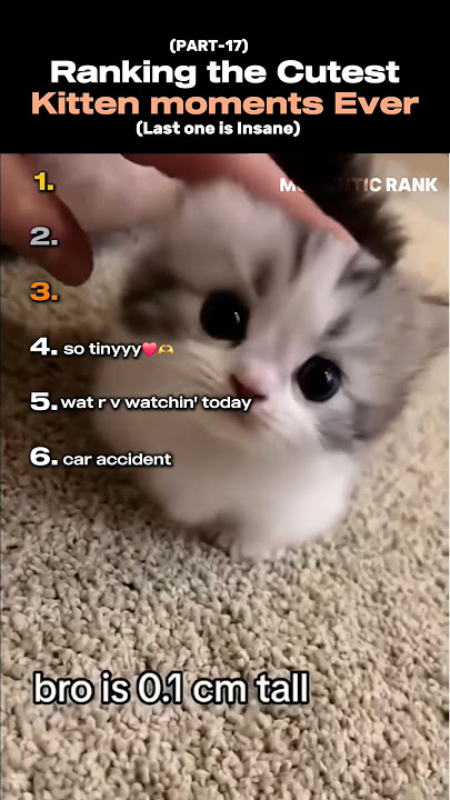 Ranking the Cutest kitten moments ever