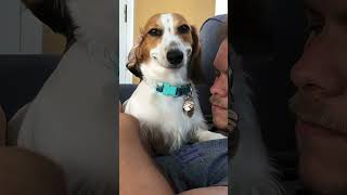 When You Have a Dachshund 😂🐶