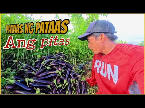 KULANG 100kilos ANG PITAS NYA , GINABI NA SA DAMI