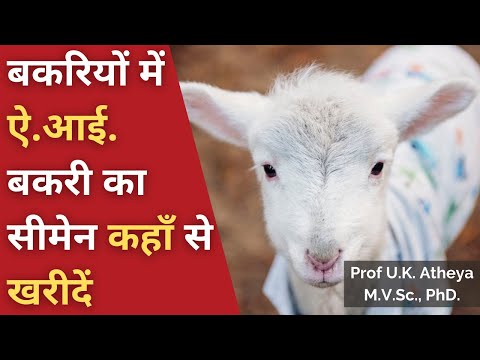 वीडियो: बकरी कहाँ से आई?