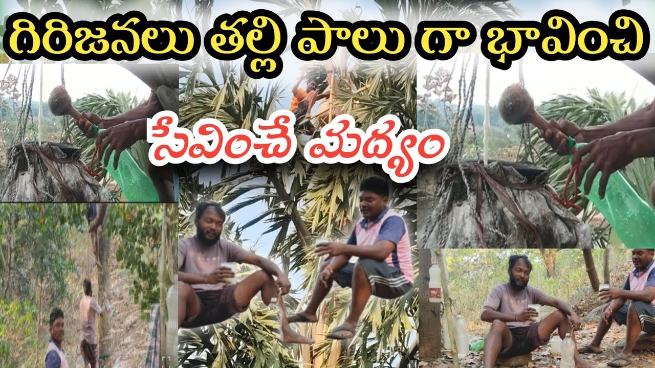 గిరిజనలు తల్లి పాలు గా భావించి, సేవించే మద్యం(Girijanalu thalli milk ga baavinchi sevinche madyam)