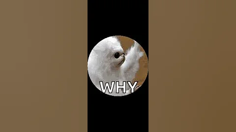 AAAAAYOOOOOOOOO #youtubeshorts #shorts #youtubeads