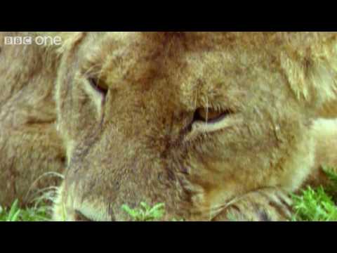 Funny Talking Animals - Walk On The Wild Side - Episode Five Preview - BBC One
