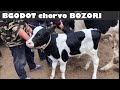 BOGDOT chorvo BOZORI🐏🐂🐐 narxlar tushyabdi