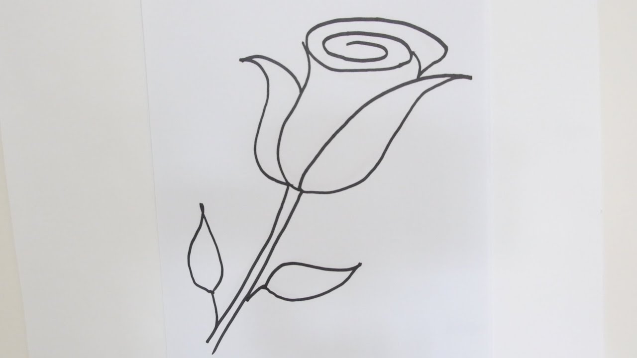 easy rose flower color pencil drawing