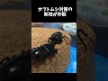 国産カブトムシvsスマトラオオヒラタクワガタ