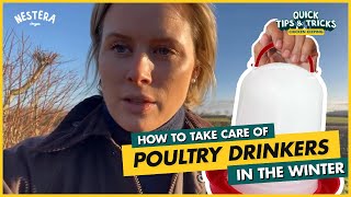 How to take care poultry drinkers in the winter