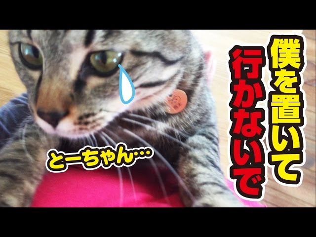 全力で外出を阻止する恋人のような子猫！〜A kitty like a girlfriend！〜