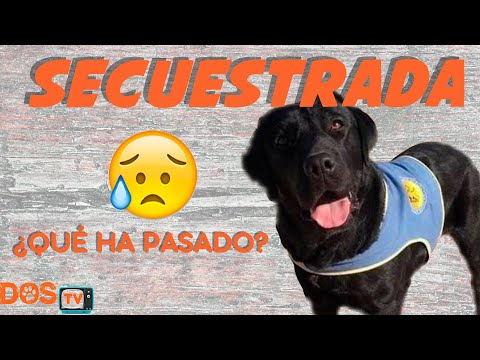 Pocahontas perra secuestrada 📰🐺 | ¿Qué ha pasado realmente? 🤔