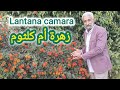 ملف كامل عن زراعة لانتانا كمارا زهرة أم كلثوم نبتة المينا زراعة وتسميد ورعاية Lantana Camara