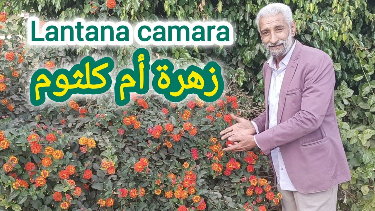 ملف كامل عن زراعة ( لانتانا كمارا - زهرة أم كلثوم - نبتة المينا ) زراعة وتسميد ورعاية lantana camara