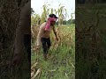 Kisan Hun? 🤔 Gaon Ki Asli Zindagi 🌾🚜