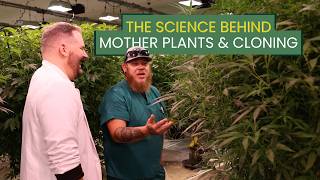 The Science Behind Mother Plants &amp; Cloning | Cultivation Explained