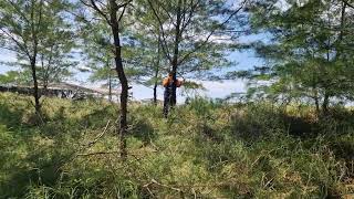 EXTREME PINE BRANCH PRUNING TECHNIQUE USING A RAZOR-SHARP SICKLE!-agriculture techniques