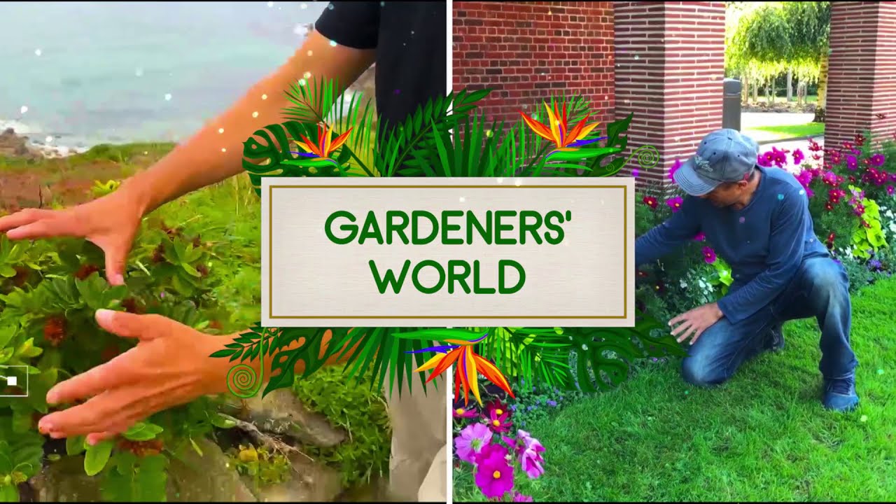 Камелия ҳақида ажойиб маълумот👍👍 Баҳромжон Абдухолиқовнинг навбатдаги лойиҳаси😍