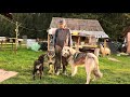 Câini ciobănești ROMÂNEȘTI | 11 berbeci mâncați de LUPI - povești ciobănești  - super video 2020