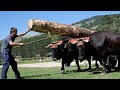Oficios del monte | Documental | Semana etnográfica de Quintanar de la Sierra | Oficios Perdidos